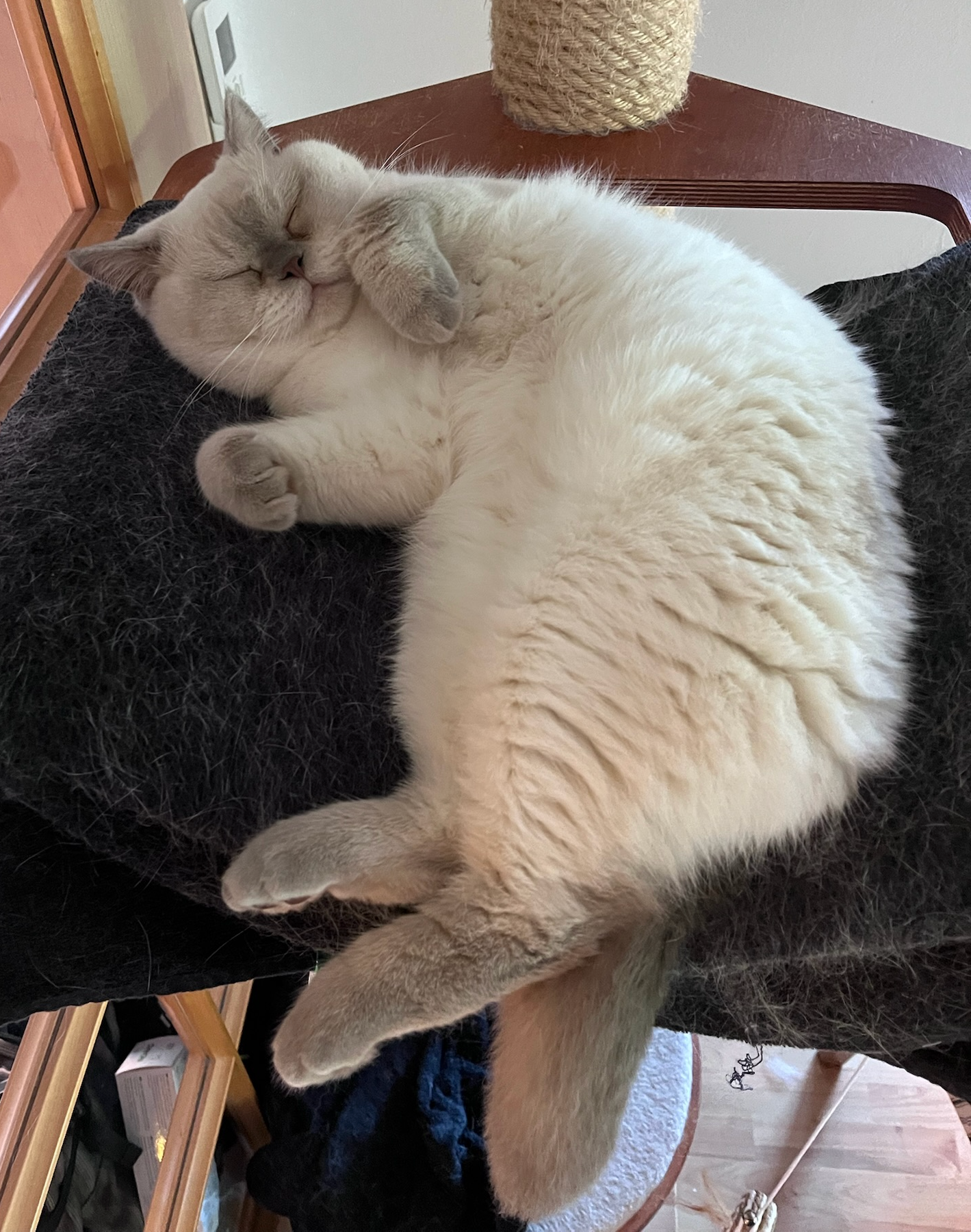 Apollo