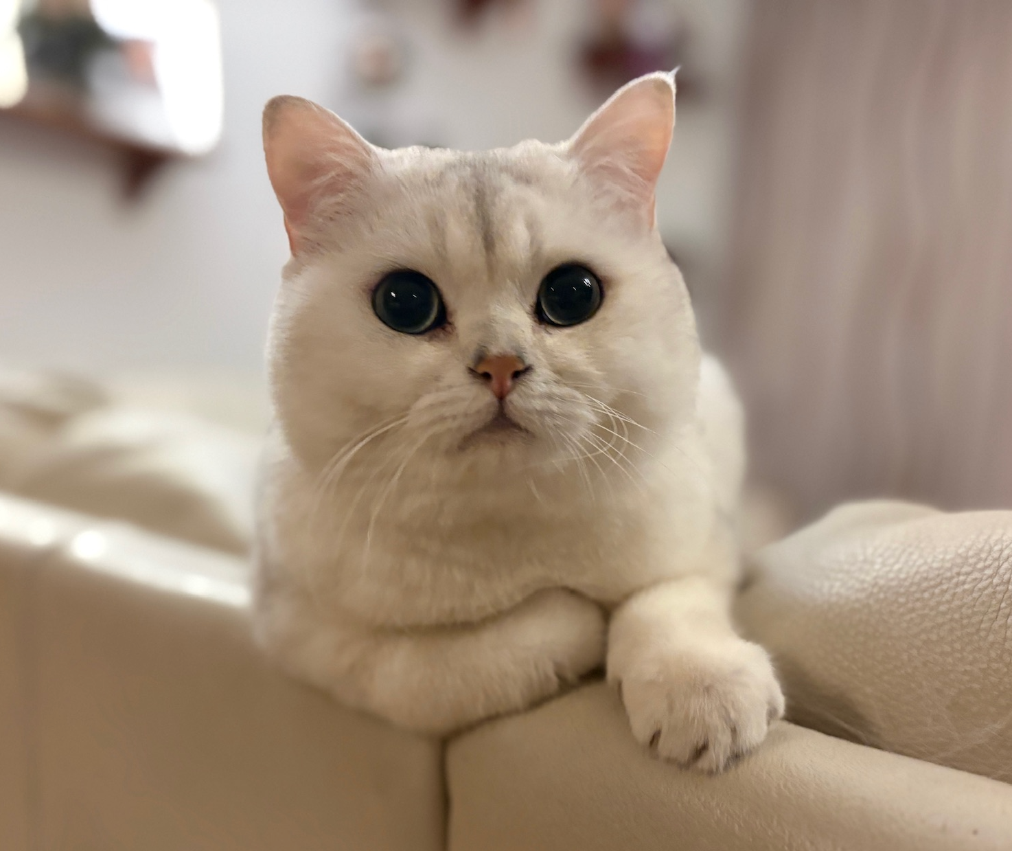 Quinci